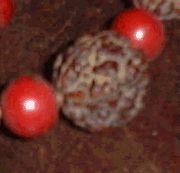Detail of a mala given to Lokanath by his guru Mahendranath, which belonged to his guru's guru. A large rudraksha berry, sacred to Shiva, can be seen 
in the centre, with two red beads on either side, showing signs of smoothness from repeated japa of mantras