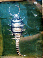Image of Vrischika (Scorpio) from Vrischika Yantra at observatory in Jaipur